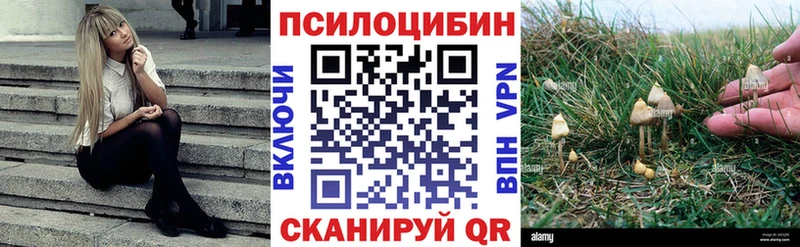 Галлюциногенные грибы Psilocybe  Туринск 